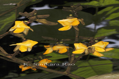 Centrolobium tomentosum